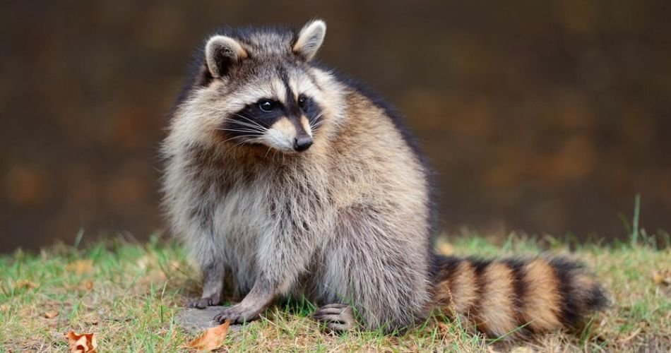 raccoon eye